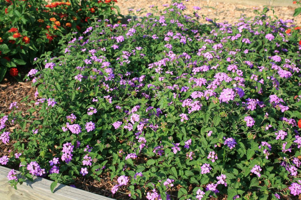 A mound of lantanas with lavender flowers.